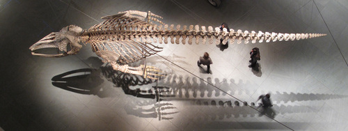 Gabriel Orozco. Installation view of <i>Mobile Matrix</i> (2006) at The Museum of Modern Art, New York. Graphite on gray whale skeleton. 6’ 5 3/16” x 35’ 8 ¾” x 8’ 8 ¾” (196 x 1089 x 266 cm). Biblioteca Vasconcelos, Mexico City. Photograph by Charles Watlington. ©2009 Gabriel Orozco
