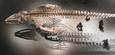 Gabriel Orozco. Installation view of <i>Mobile Matrix</i> (2006) at The Museum of Modern Art, New York. Graphite on gray whale skeleton. 6’ 5 3/16” x 35’ 8 ¾” x 8’ 8 ¾” (196 x 1089 x 266 cm). Biblioteca Vasconcelos, Mexico City. Photograph by Charles Watlington. ©2009 Gabriel Orozco