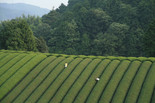 Mogari (The Mourning Forest). 2007. Japan/France. Directed by Naomi Kawase. Courtesy of Kumie Inc.