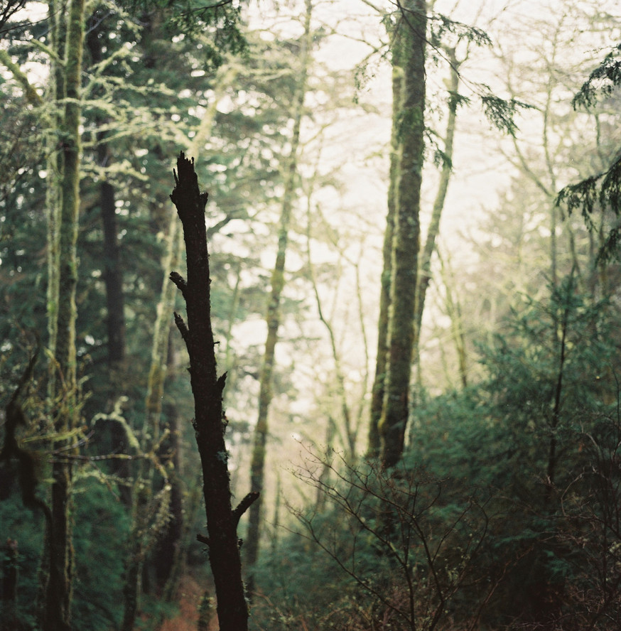 My mother’s walk, in the winter
