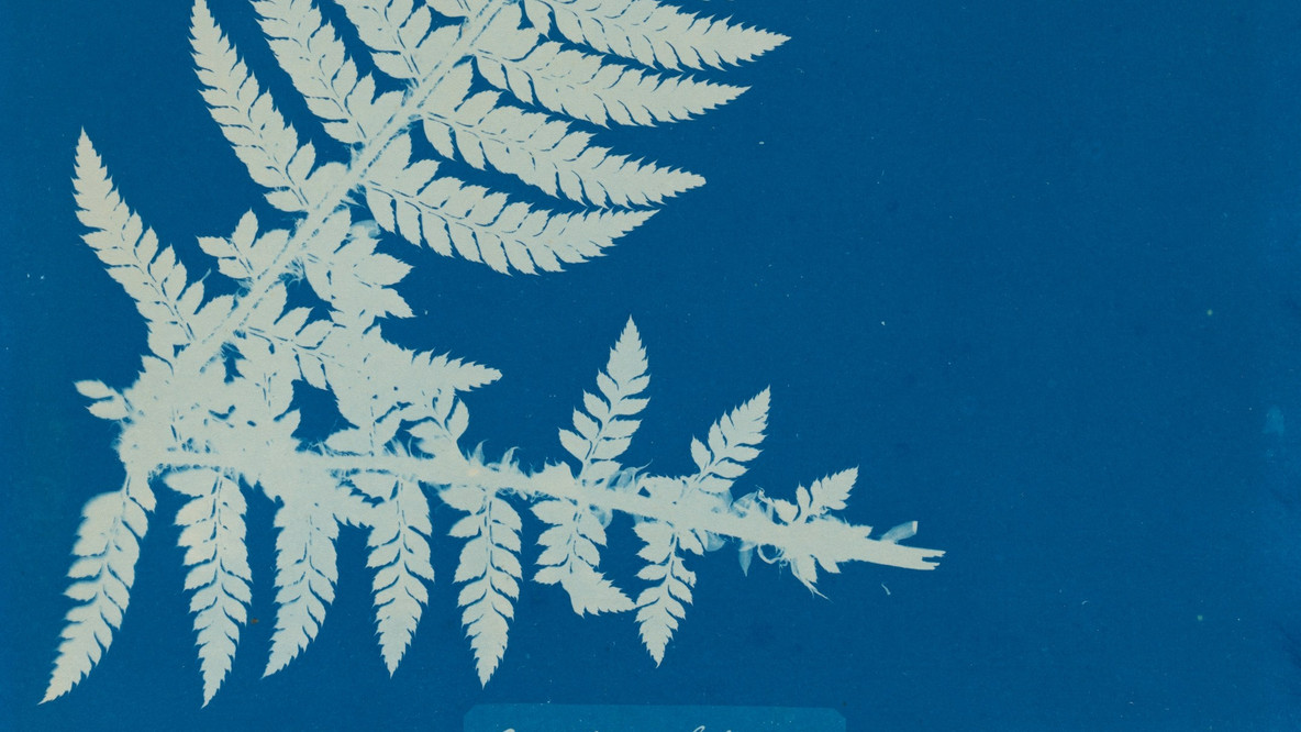 Anna Atkins and the cyanotype process (article)