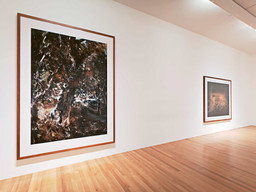 Andreas Gursky | MoMA