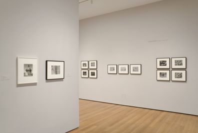 Edward Weston. Kelp. 1930 | MoMA