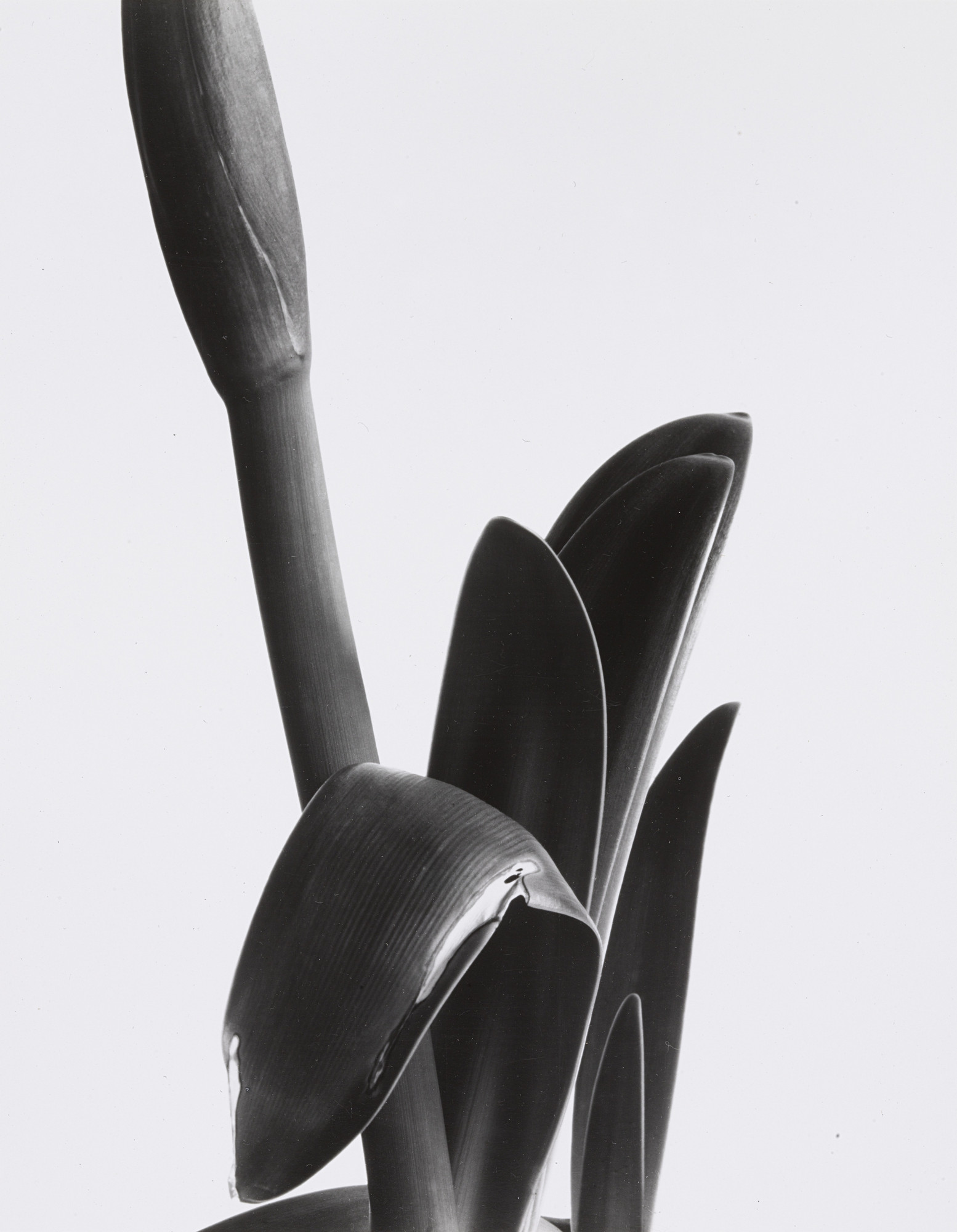 Imogen Cunningham. Amaryllis. 1933 | MoMA