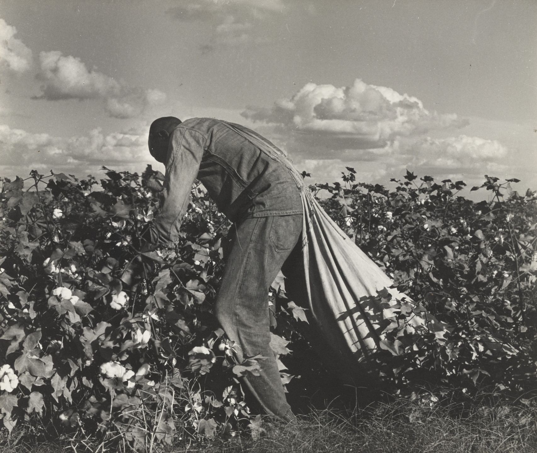 Cotton Picker