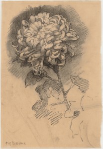 Piet Mondrian (Dutch, 1872–1944). Chrysanthemum. 1906. Charcoal on paper, 14 1/4 x 9 5/8" (36.2 x 24.5 cm). Gift of Mr. and Mrs. Armand P. Bartos