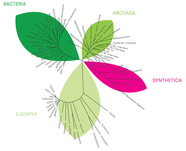 Alexandra Daisy Ginsberg. The Synthetic Kingdom, a proposal for a new branch of the tree of life to accommodate our "new nature." From the project The Synthetic Kingdom: A Natural History of the Synthetic Future. 2009. Image courtesy of the designer