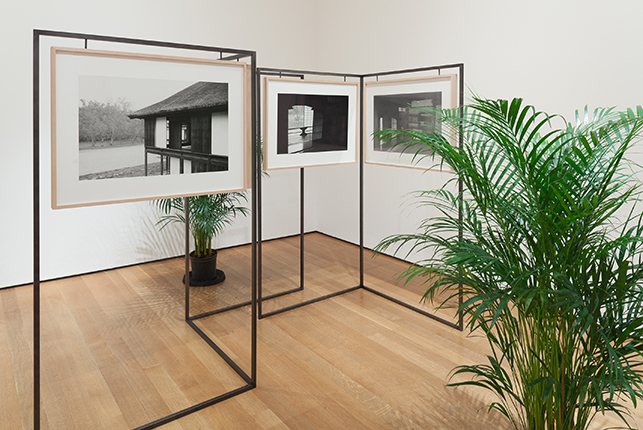 Yuki Kimura (Japanese, b. 1971). KATSURA. 2012. Gelatin silver prints, frames, iron, and plants, overall 15 x 17' (4.57 x 5.18 m). The Museum of Modern Art, New York. Committee on Photography Fund. Installation view of Ocean of Images: New Photography 2015. The Museum of Modern Art, New York, November 7, 2015–March 20, 2016. © 2016 The Museum of Modern Art. Photo: Thomas Griesel