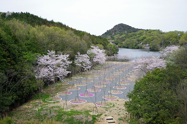 Labyrinth of Cherry Blossoms, Naoshima. Photo: Anna Blair